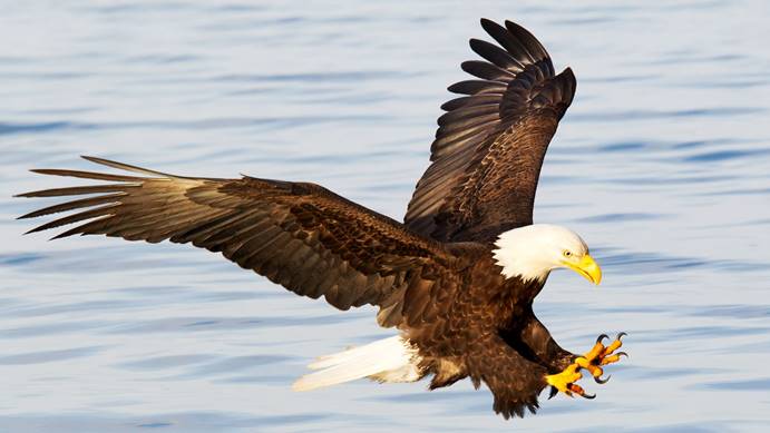 A bald eagle dives toward the water with its wings and talons outstretched.