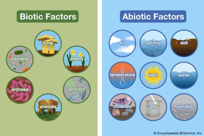 environment: biotic and abiotic factors
