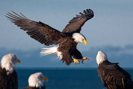 Bald eagles (<i>Haliaeetus leucocephalus</i>) in Homer, Alaska.