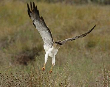 White-tailed Hawk (Buteo albicaudatus)