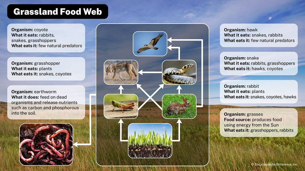 A diagram with arrows connects organisms to their food sources.