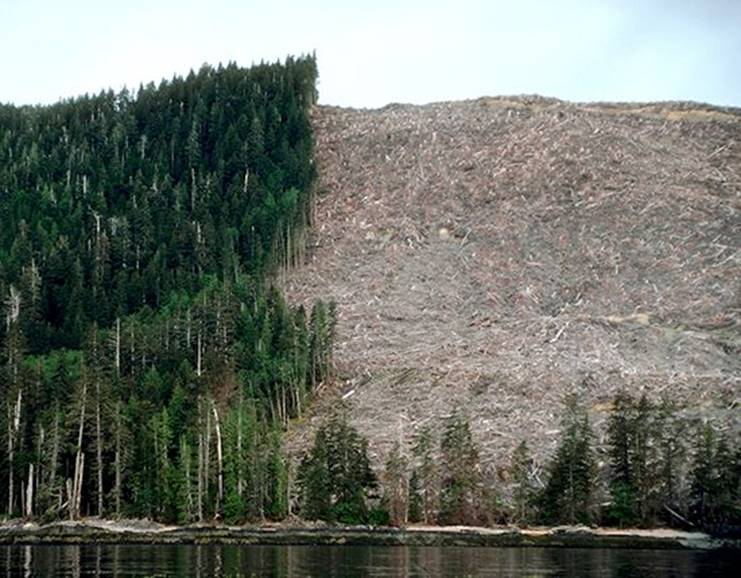 Half of the trees have been clear-cut from a hillside, leaving behind empty land.