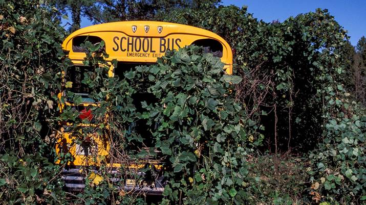 A school bus is overgrown with kudzu.