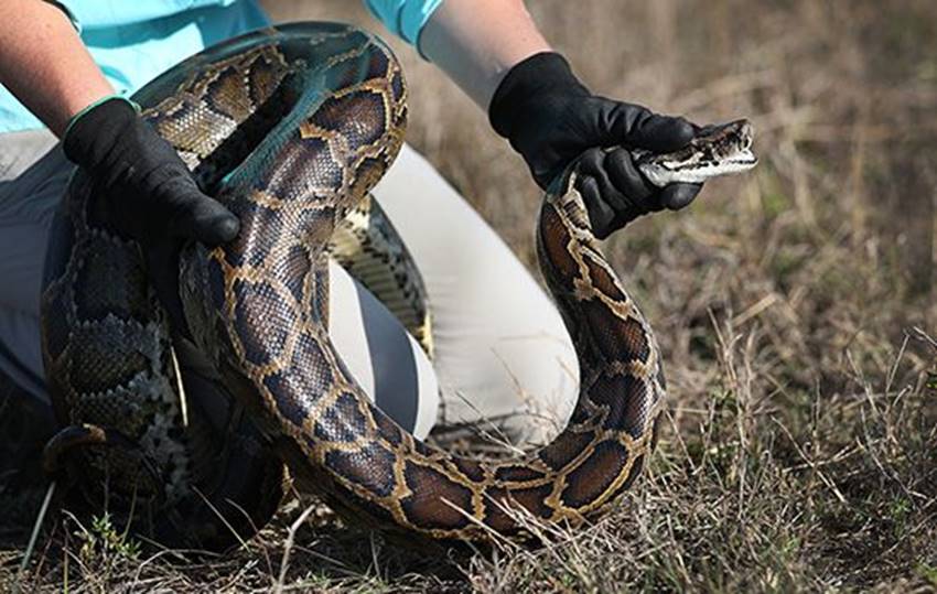 A close-up of a Burmese python being held near the grass.