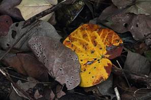 Decaying Fallen Yellow Leaf Free Stock Photo - Public Domain Pictures