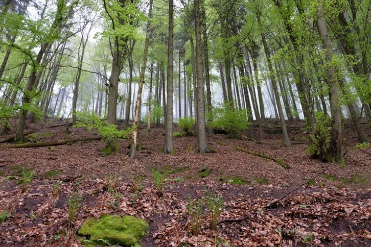 Free Images : tree, wilderness, trail, trunk, soil, spruce, deciduous ...