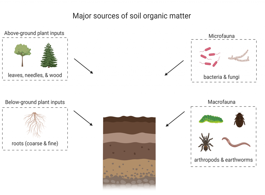 Soil Organic Matter – Digging into Canadian Soils