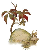 https://read.gov/aesop/images/sprout.jpg