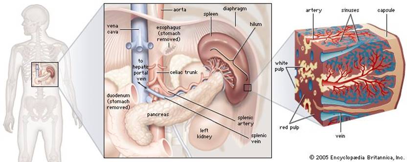 human spleen
