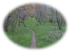 Photograph:Section of the Appalachian National Scenic Trail in the Great Smoky Mountains.