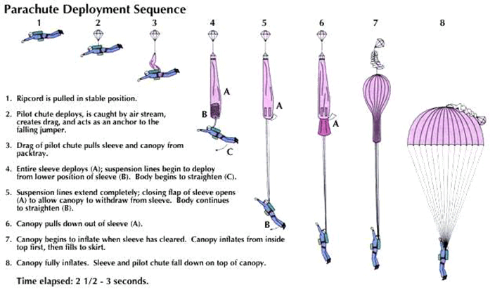 Art:1. Ripcord is pulled in stable position.2. Pilot chute deploys, is caught by air stream, creates drag, and acts as an anchor to the falling jumper.3. Drag of pilot chute pulls sleeve and canopy from packtray.4. Entire sleeve deploys (A); suspension lines begin to deploy from lower portion of sleeve (B). Body begins to straighten (C).5. Suspension lines extend completely; closing flap of sleeve opens (A) to allow canopy to withdraw from sleeve. Body continues to straighten (B).6. Canopy pulls down out of sleeve (A).7. Canopy begins to inflate when sleeve has cleared. Canopy inflates from inside top first, then fills to skirt.8. Canopy fully inflates. Sleeve and pilot chute fall down on top of canopy.Time elapsed: 2 1/2 - 3 seconds.