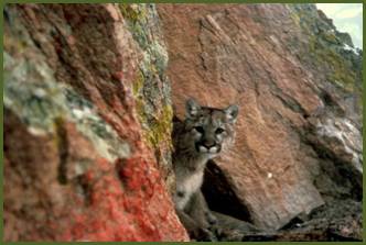 Mountain lion