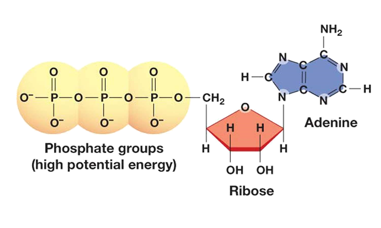 http://classconnection.s3.amazonaws.com/315/flashcards/452315/jpg/atp1318779594623.jpg