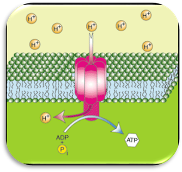 http://img.sparknotes.com/figures/1/152b2a1fc24da028d51724fedfa06fff/oxphos.gif