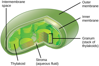 http://cnx.org/content/m45432/latest/Figure_03_03_09.jpg