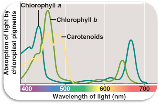 http://www.nicerweb.com/bio1152/Locked/media/ch10/10_09PhotosynthWavelength.jpg