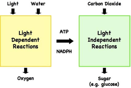 http://www.vce.bioninja.com.au/_Media/photosynthesis_reactions_med.jpeg