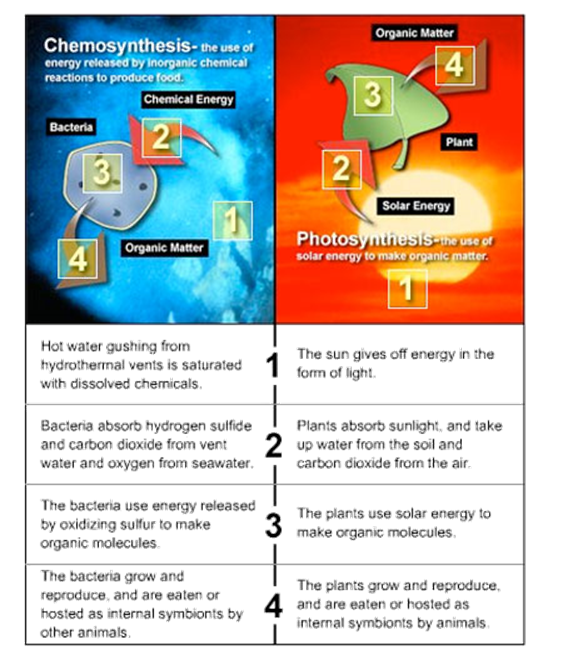 http://oceanexplorer.noaa.gov/edu/learning/5_chemosynthesis/activities/media/chemovsphoto_01.jpg