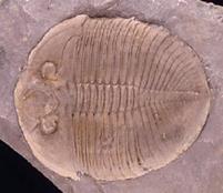 Trilobite, Ogygiopsis