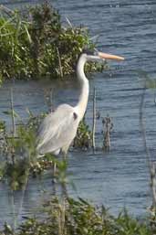 Cocoi Heron, Taim, Rio Grande do Sul, Brazil, August 2004 - click on image for a larger view