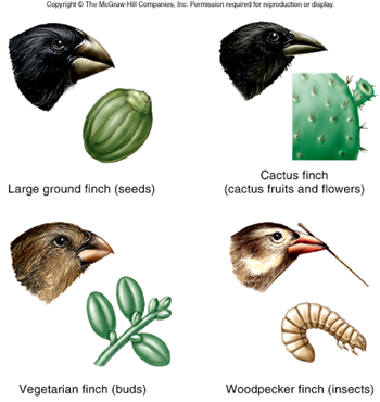 Image result for galapagos finches